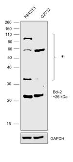 Bcl-2 Monoclonal Antibody (10C4), eBioscience™