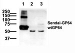 Baculovirus Envelope gp64 Antibody in Western Blot (WB)
