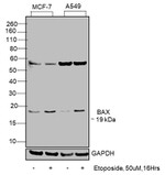 Bax Monoclonal Antibody (6A7), eBioscience™