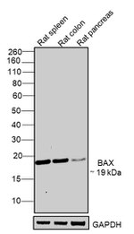 Bax Monoclonal Antibody (1D1), eBioscience™