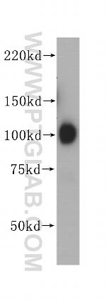 GRP94 Antibody in Western Blot (WB)