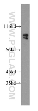 GRP94 Antibody in Western Blot (WB)