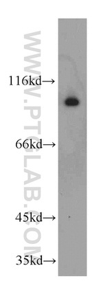 GRP94 Antibody in Western Blot (WB)
