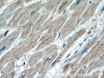 MAP4K3 Antibody in Immunohistochemistry (Paraffin) (IHC (P))