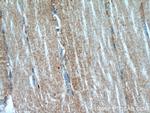 MAP4K3 Antibody in Immunohistochemistry (Paraffin) (IHC (P))