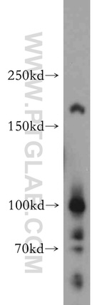 MAP4K3 Antibody in Western Blot (WB)