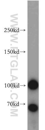 MAP4K3 Antibody in Western Blot (WB)