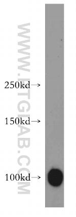 MAP4K3 Antibody in Western Blot (WB)