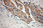 SEC6 Antibody in Immunohistochemistry (Paraffin) (IHC (P))