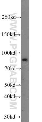 SEC6 Antibody in Western Blot (WB)