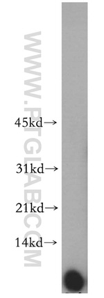 C14orf2 Antibody in Western Blot (WB)
