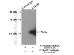 C14orf2 Antibody in Immunoprecipitation (IP)