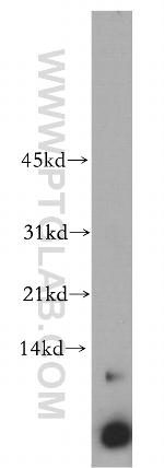 C14orf2 Antibody in Western Blot (WB)