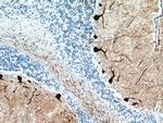 PCP4 Antibody in Immunohistochemistry (Paraffin) (IHC (P))