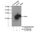 PCP4 Antibody in Immunoprecipitation (IP)