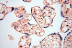 UBXD1 Antibody in Immunohistochemistry (Paraffin) (IHC (P))