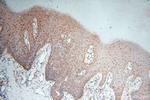 UBXD1 Antibody in Immunohistochemistry (Paraffin) (IHC (P))