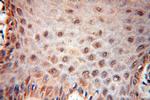 UBXD1 Antibody in Immunohistochemistry (Paraffin) (IHC (P))