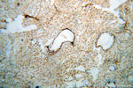 PAPSS1 Antibody in Immunohistochemistry (Paraffin) (IHC (P))