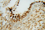 PAPSS1 Antibody in Immunohistochemistry (Paraffin) (IHC (P))