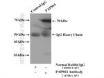 PAPSS1 Antibody in Immunoprecipitation (IP)