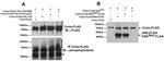 Phosphoserine/threonine/tyrosine Antibody in Western Blot (WB)