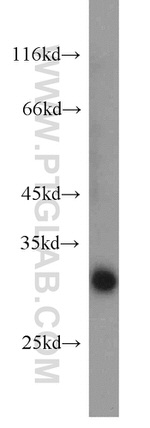 MORF4L2 Antibody in Western Blot (WB)