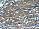 MGEA5 Antibody in Immunohistochemistry (Paraffin) (IHC (P))