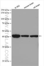 NF45 Antibody in Western Blot (WB)
