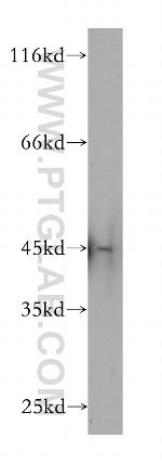 NF45 Antibody in Western Blot (WB)