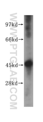 NF45 Antibody in Western Blot (WB)