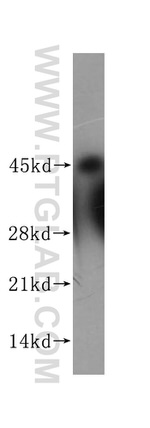 NF45 Antibody in Western Blot (WB)