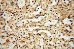 CNBP Antibody in Immunohistochemistry (Paraffin) (IHC (P))