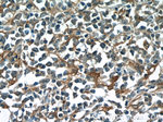 PGD Antibody in Immunohistochemistry (Paraffin) (IHC (P))