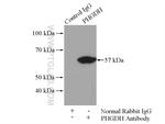 PHGDH Antibody in Immunoprecipitation (IP)