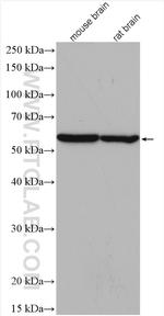 PHGDH Antibody in Western Blot (WB)