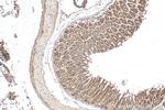 GOLGA7 Antibody in Immunohistochemistry (Paraffin) (IHC (P))