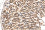 GOLGA7 Antibody in Immunohistochemistry (Paraffin) (IHC (P))