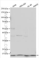 GOLGA7 Antibody in Western Blot (WB)