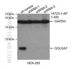 GOLGA7 Antibody in Western Blot (WB)