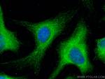 SPAG5 Antibody in Immunocytochemistry (ICC/IF)