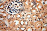 SPAG5 Antibody in Immunohistochemistry (Paraffin) (IHC (P))