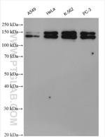 SPAG5 Antibody in Western Blot (WB)