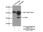 TMEM98 Antibody in Immunoprecipitation (IP)