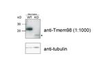 TMEM98 Antibody in Western Blot (WB)