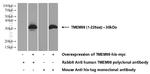 TMEM98 Antibody in Western Blot (WB)