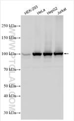 COPB2 Antibody in Western Blot (WB)