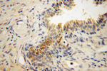 Muskelin Antibody in Immunohistochemistry (Paraffin) (IHC (P))