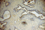 Muskelin Antibody in Immunohistochemistry (Paraffin) (IHC (P))