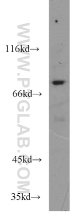 Muskelin Antibody in Western Blot (WB)
